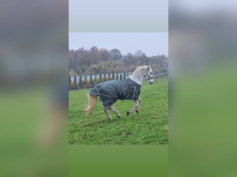 Holsteiner Wallach 19 Jahre 173 cm Fliegenschimmel in Remscheid