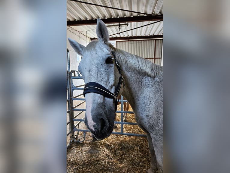 Holsteiner Wallach 19 Jahre 173 cm Fliegenschimmel in Remscheid