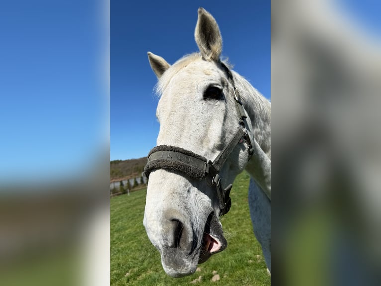 Holsteiner Wallach 19 Jahre 173 cm Fliegenschimmel in Remscheid