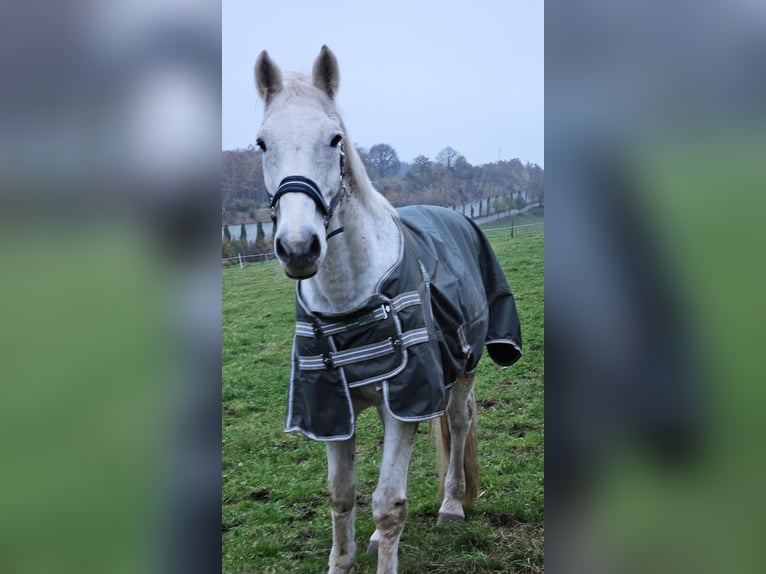 Holsteiner Wallach 19 Jahre 173 cm Fliegenschimmel in Remscheid