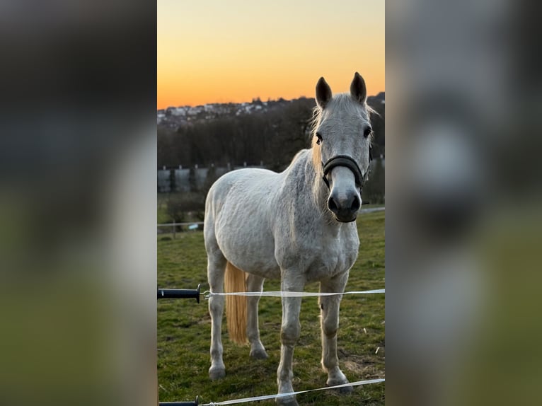 Holsteiner Wallach 19 Jahre 173 cm Fliegenschimmel in Remscheid