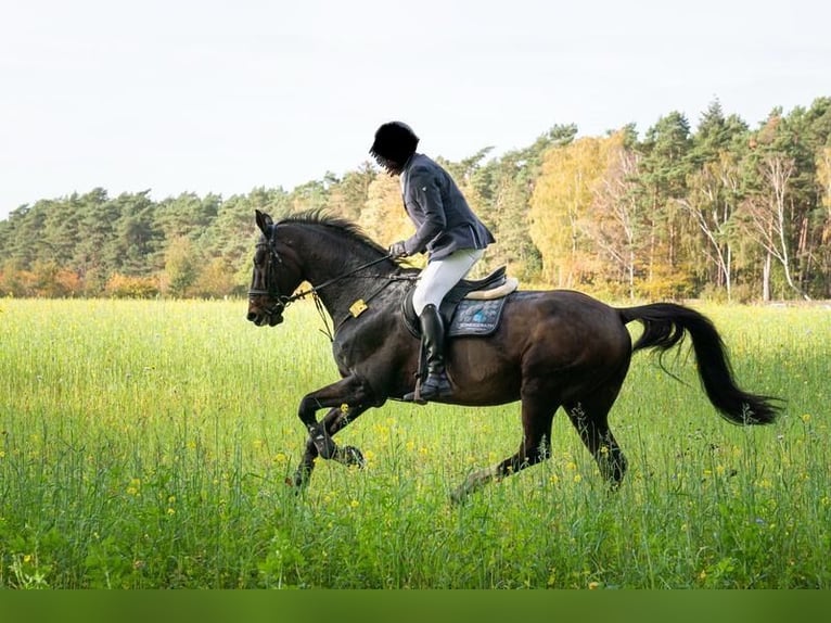 Holsteiner Wallach 19 Jahre 176 cm Dunkelbrauner in G&#xFC;terslohG&#xFC;tersloh