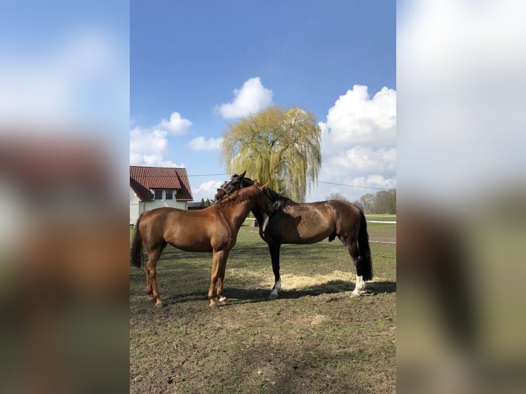 Holsteiner Wallach 19 Jahre 176 cm Dunkelbrauner in G&#xFC;terslohG&#xFC;tersloh