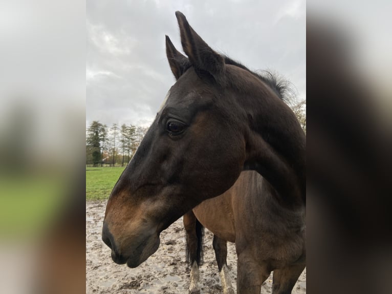Holsteiner Wallach 19 Jahre 176 cm Dunkelbrauner in G&#xFC;terslohG&#xFC;tersloh