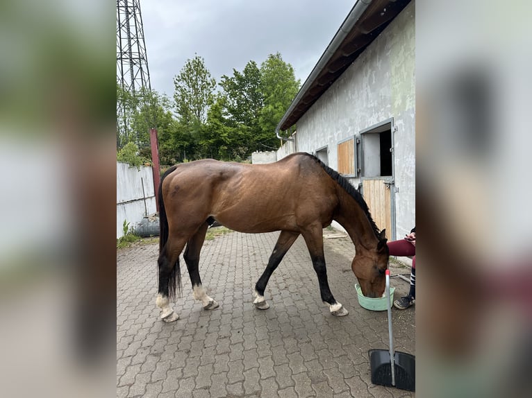 Holsteiner Wallach 19 Jahre 185 cm Brauner in Borna
