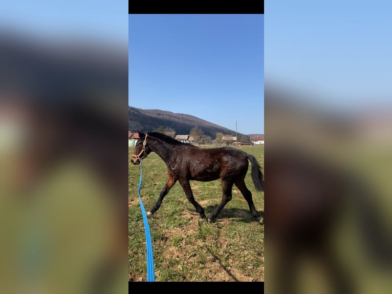 Holsteiner Mix Wallach 1 Jahr 160 cm Rotbrauner in Videm Dobrepolje