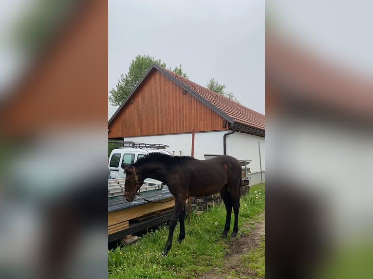 Holsteiner Mix Wallach 1 Jahr 160 cm Rotbrauner in Videm Dobrepolje