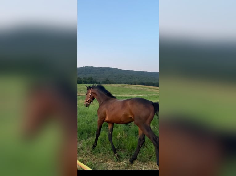 Holsteiner Mix Wallach 1 Jahr 160 cm Rotbrauner in Videm Dobrepolje