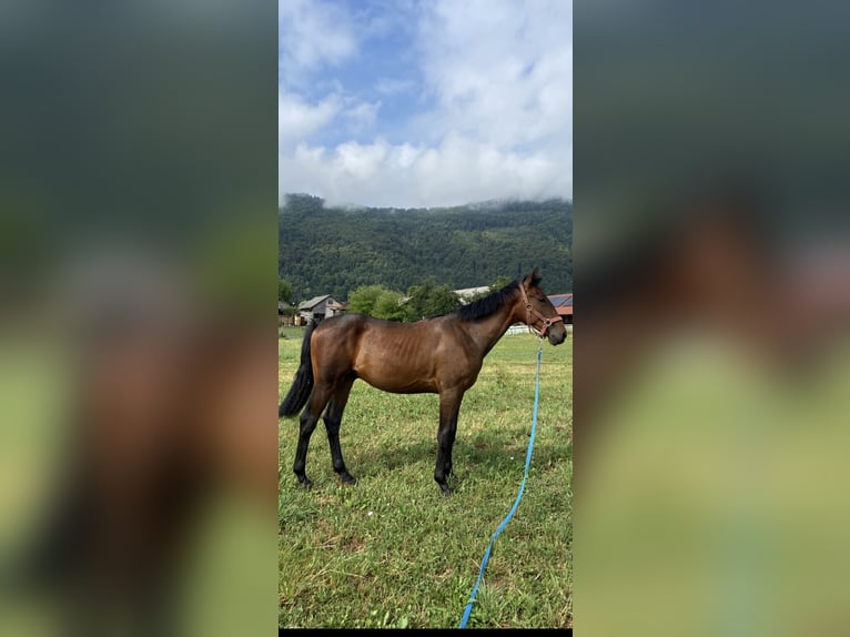 Holsteiner Mix Wallach 1 Jahr 160 cm Rotbrauner in Videm Dobrepolje