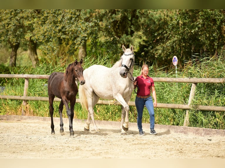 Holsteiner Wallach 1 Jahr 160 cm Schimmel in Sch&#xFC;lp