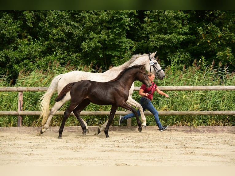 Holsteiner Wallach 1 Jahr 160 cm Schimmel in Sch&#xFC;lp
