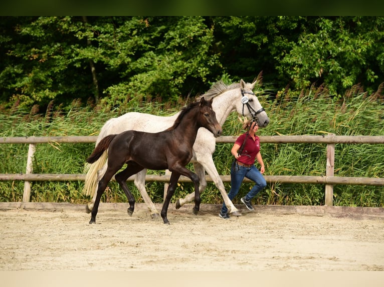 Holsteiner Wallach 1 Jahr 160 cm Schimmel in Sch&#xFC;lp