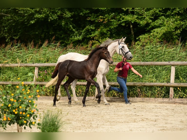 Holsteiner Wallach 1 Jahr 160 cm Schimmel in Sch&#xFC;lp