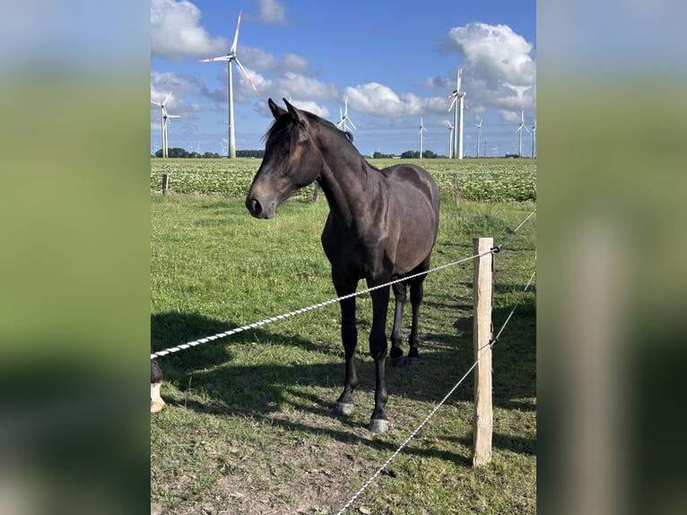 Holsteiner Wallach 1 Jahr 160 cm Schimmel in Sch&#xFC;lp