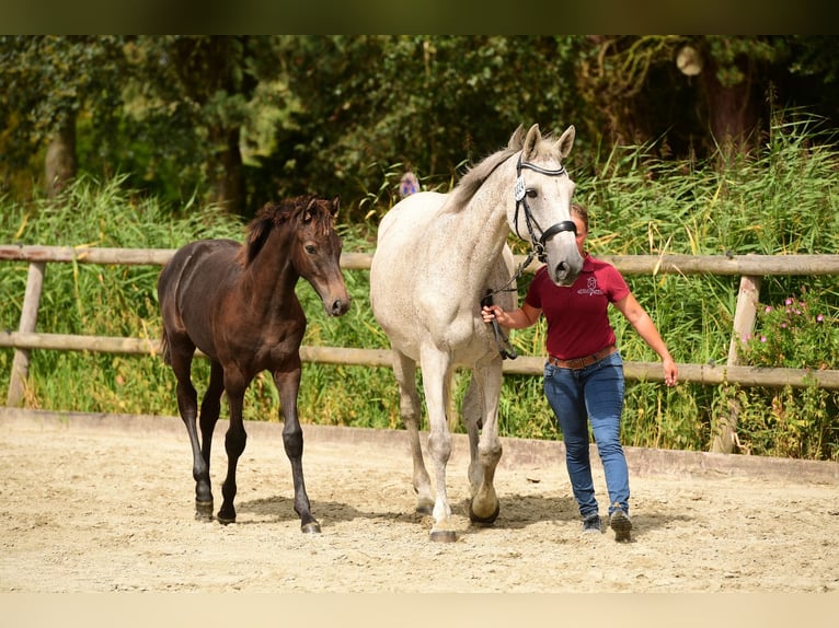 Holsteiner Wallach 1 Jahr 160 cm Schimmel in Sch&#xFC;lp