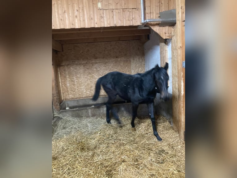 Holsteiner Wallach 1 Jahr Rappschimmel in Eichenzell