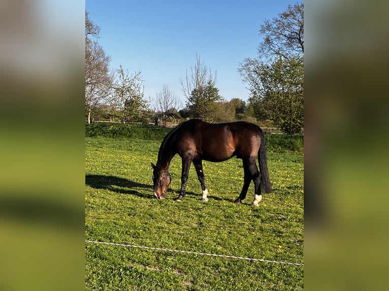 Holsteiner Wallach 20 Jahre 176 cm Dunkelbrauner in Fockbek