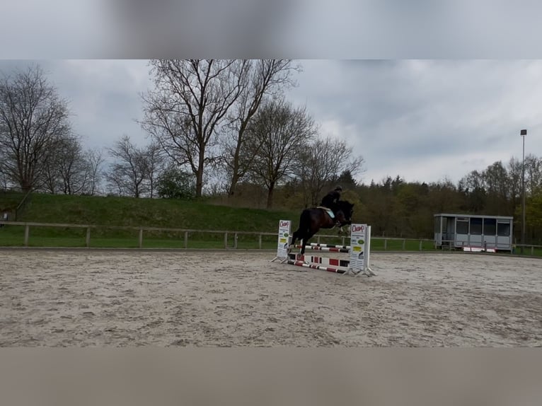 Holsteiner Wallach 20 Jahre 176 cm Dunkelbrauner in Fockbek