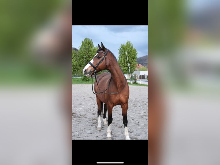 Holsteiner Wallach 21 Jahre 164 cm Brauner in Heidelberg