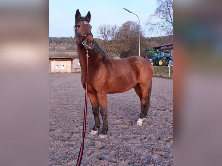 Holsteiner Wallach 21 Jahre 174 cm Dunkelbrauner in Grömbach