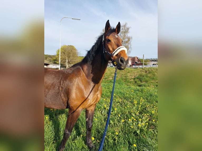 Holsteiner Wallach 21 Jahre 174 cm Dunkelbrauner in Grömbach