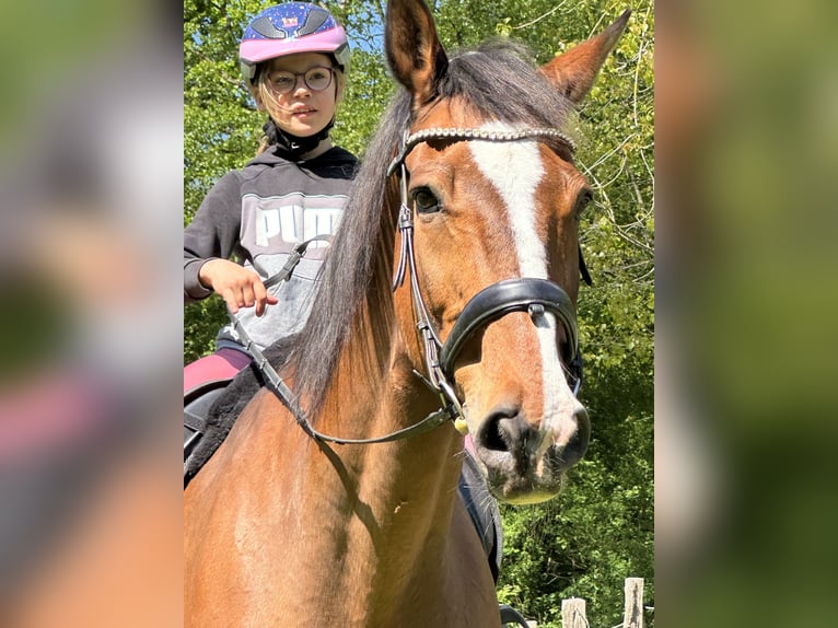 Holsteiner Wallach 21 Jahre 182 cm Brauner in Kiel