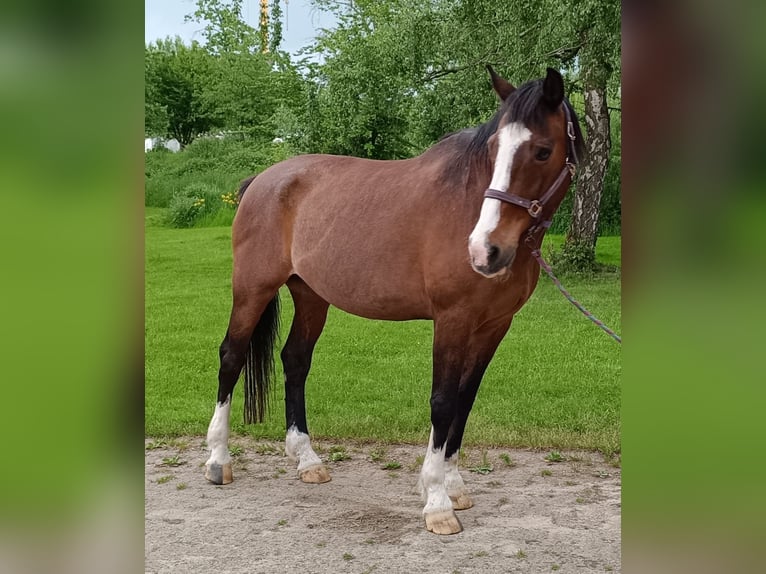 Holsteiner Wallach 22 Jahre 173 cm Brauner in Detmold