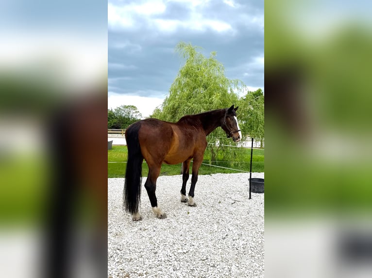 Holsteiner Wallach 22 Jahre 173 cm Brauner in Ismaning