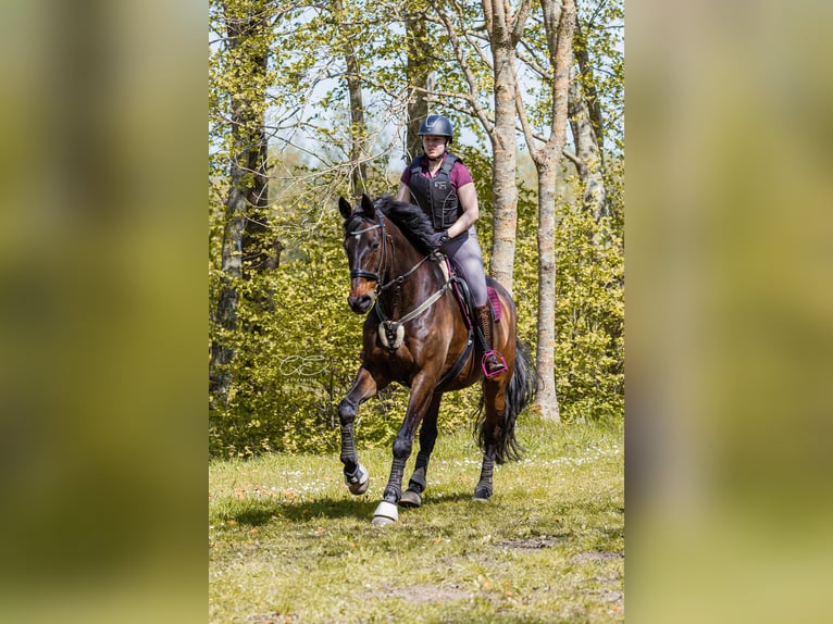 Holsteiner Wallach 22 Jahre 173 cm Dunkelbrauner in Altenholz
