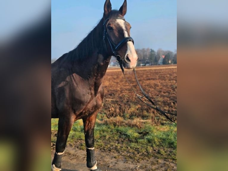 Holsteiner Wallach 22 Jahre 176 cm Dunkelbrauner in Uetze