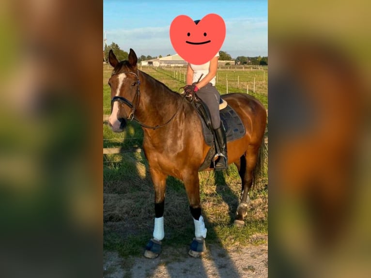 Holsteiner Wallach 22 Jahre 176 cm Dunkelbrauner in Uetze