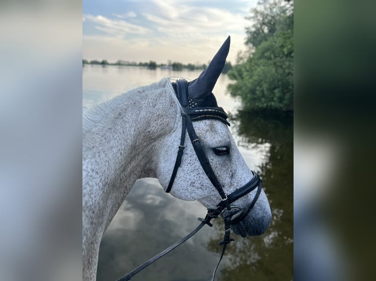 Holsteiner Wallach 23 Jahre 165 cm Fliegenschimmel in Paretz