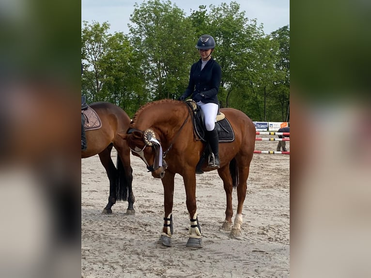 Holsteiner Wallach 23 Jahre 165 cm Fuchs in Schlitz