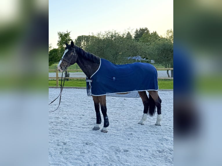 Holsteiner Wallach 23 Jahre 173 cm Brauner in Ismaning