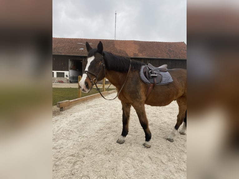 Holsteiner Wallach 23 Jahre 173 cm Brauner in Ismaning