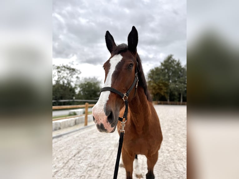 Holsteiner Wallach 23 Jahre 173 cm Brauner in Ismaning