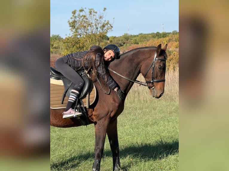Holsteiner Wallach 24 Jahre 162 cm Dunkelbrauner in Zemunik Donji