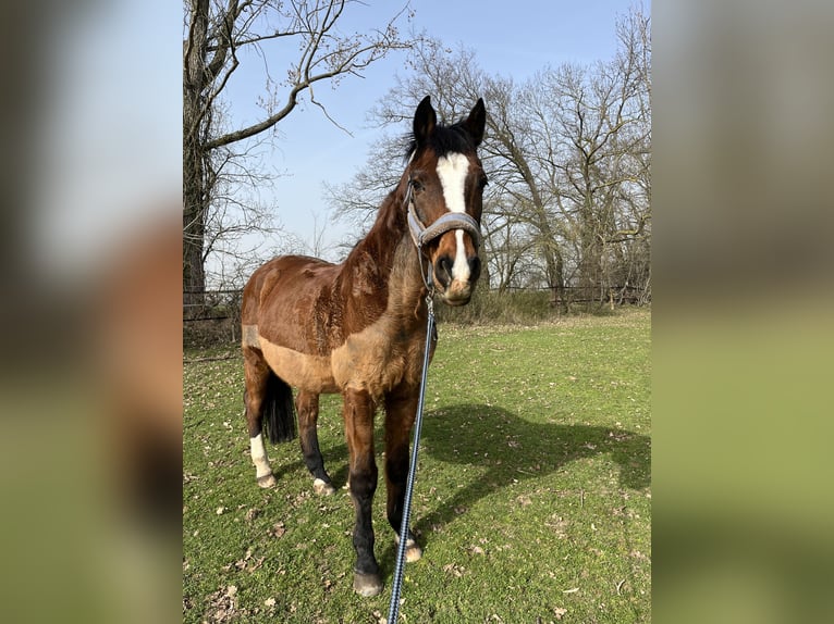 Holsteiner Wallach 25 Jahre 168 cm Dunkelbrauner in Pulheim