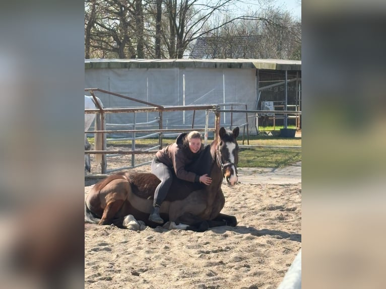 Holsteiner Wallach 26 Jahre 166 cm Brauner in Hamburg Kirchwerder