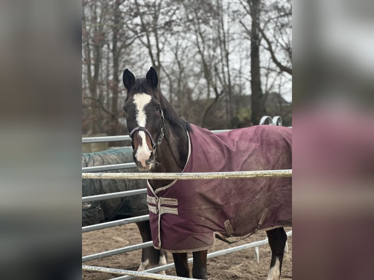 Holsteiner Wallach 26 Jahre 166 cm Brauner in Hamburg Kirchwerder