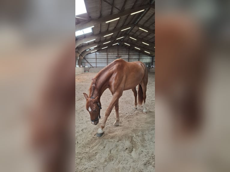 Holsteiner Mix Wallach 2 Jahre 160 cm Fuchs in Gro&#xDF; Buchwald