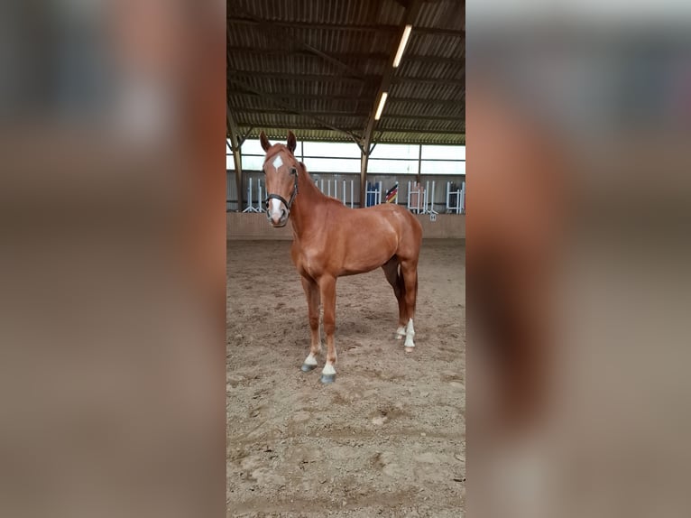 Holsteiner Mix Wallach 2 Jahre 160 cm Fuchs in Gro&#xDF; Buchwald