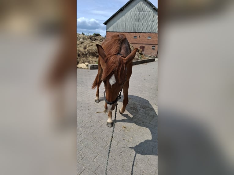 Holsteiner Mix Wallach 2 Jahre 160 cm Fuchs in Gro&#xDF; Buchwald