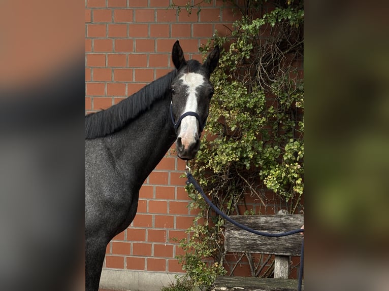 Holsteiner Wallach 2 Jahre 163 cm Schimmel in Verden (Aller)