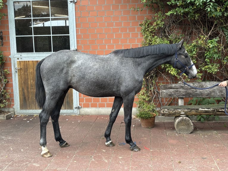 Holsteiner Wallach 2 Jahre 163 cm Schimmel in Verden (Aller)