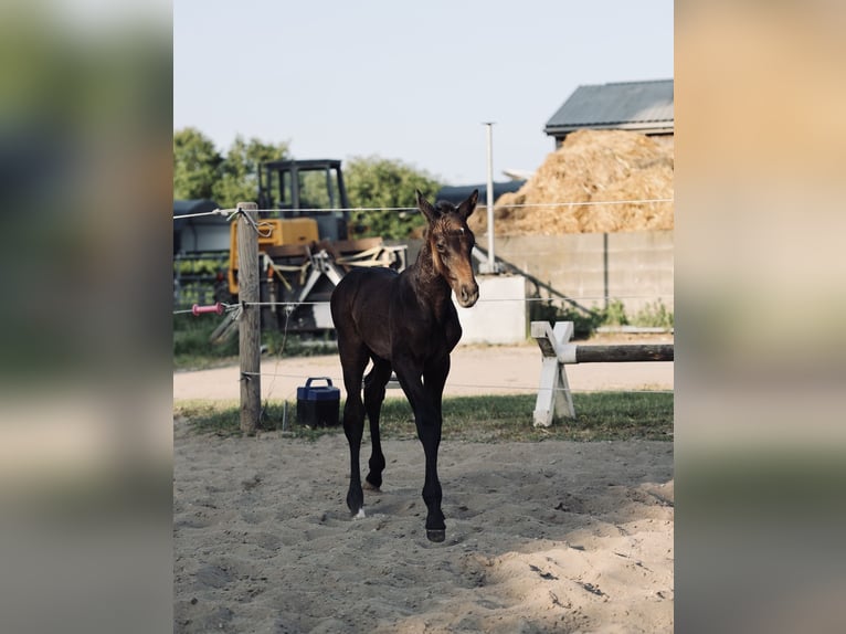 Holsteiner Wallach 2 Jahre 167 cm Schimmel in Palingen