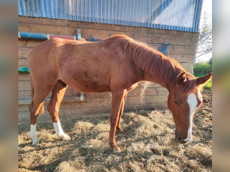 Holsteiner Wallach 2 Jahre 168 cm Fuchs in Reesdorf