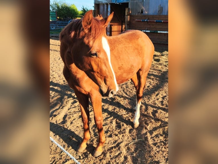 Holsteiner Wallach 2 Jahre 168 cm Fuchs in Reesdorf