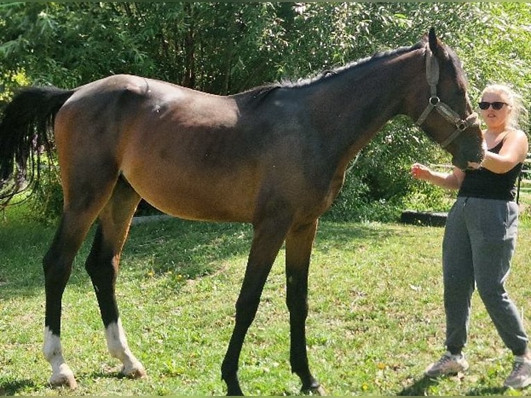 Holsteiner Wallach 2 Jahre 169 cm Brauner in Wonfurt