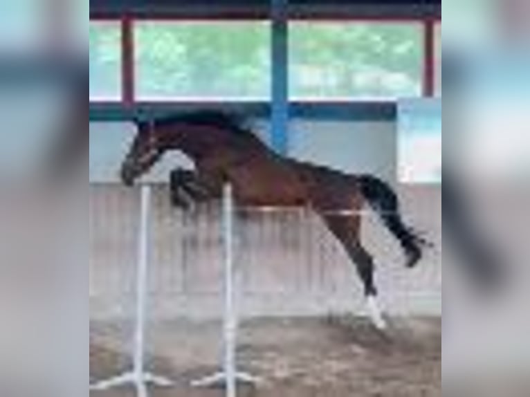 Holsteiner Wallach 2 Jahre 169 cm Brauner in Wonfurt